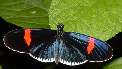 Heliconius erato "cyrbia": A heliconian, iridescent blue with thick red bands