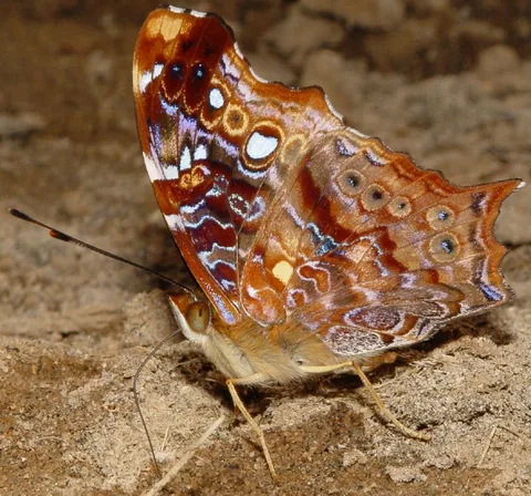 Hypanartia kefersteini, Red Mapwing