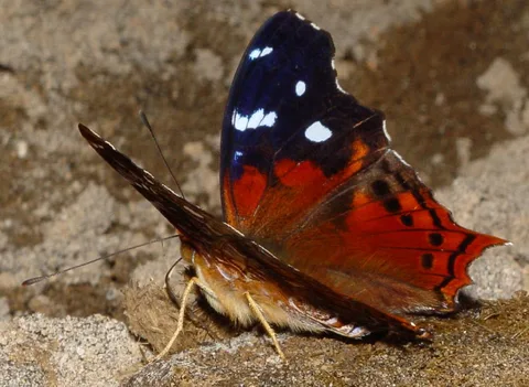 Hypanartia kefersteini, Red Mapwing