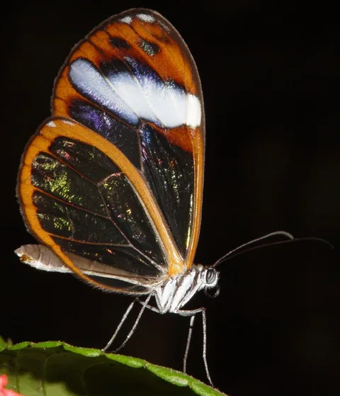 Perhaps Greta sp.?