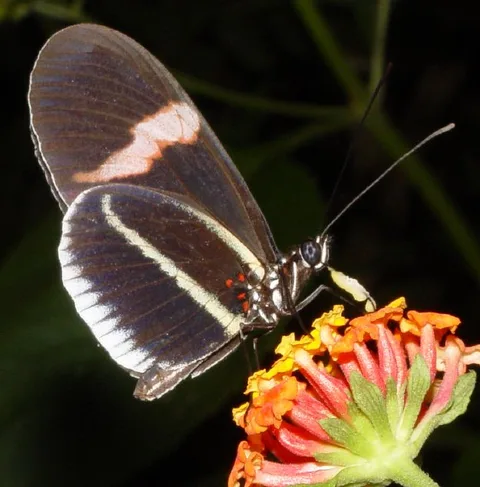 Heliconius erato "cyrbia": A heliconian, iridescent blue with thick red bands