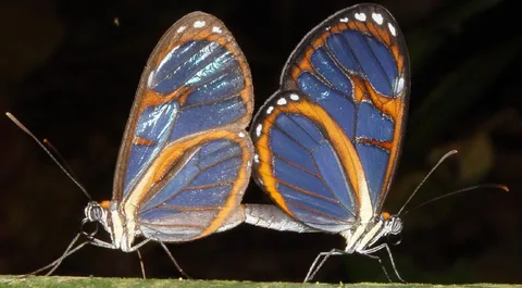 Ithomia hyala (perhaps ssp. consobrina)