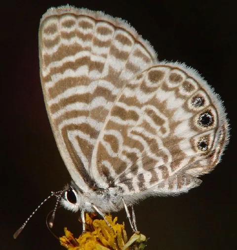 Perhaps Leptotes andicola
