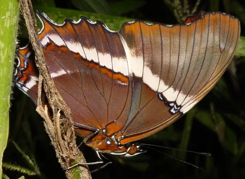 Siproeta epaphus, Rusty-tipped Page