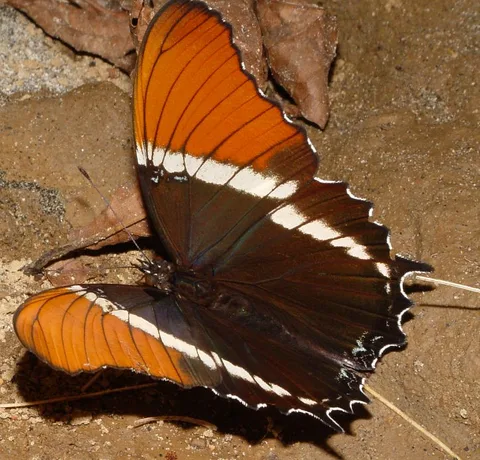 Siproeta epaphus, Rusty-tipped Page