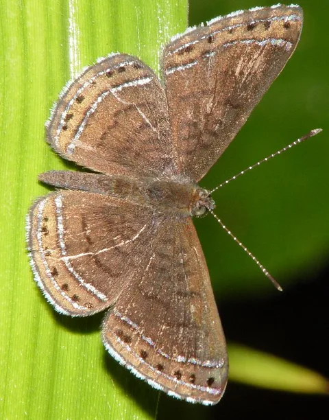 Calephelis sp.