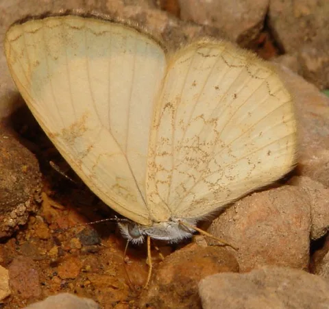 Tegosa flavida