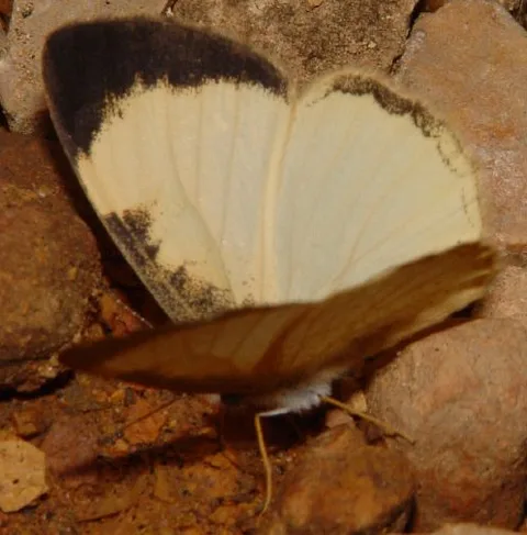 Tegosa flavida