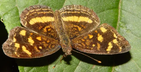 Anthanassa drusilla drusilla, Crescent sp.