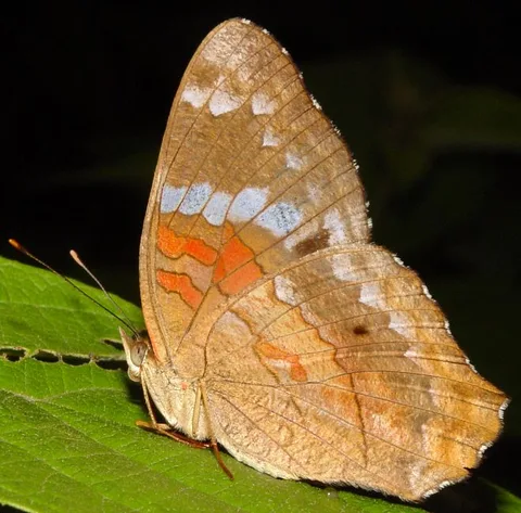 Anartia amathea, Scarlet Peacock
