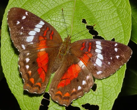 Anartia amathea, Scarlet Peacock