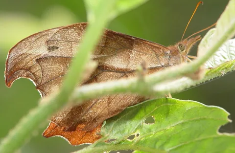 Mygona propylea