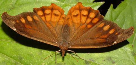 Mygona propylea