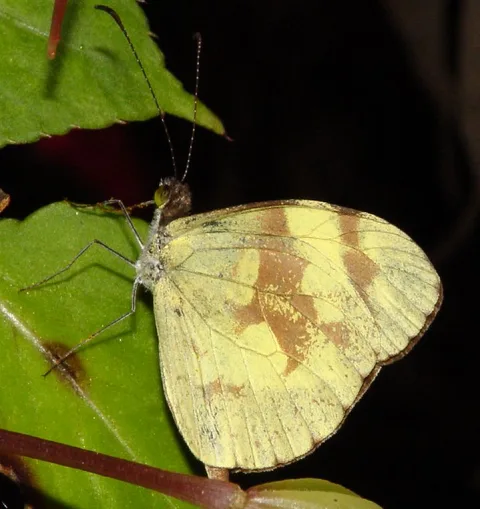 A Yellow sp.