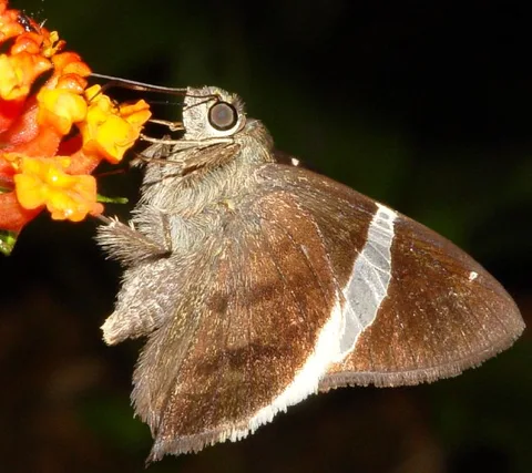 Banded skipper