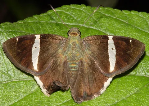 Banded skipper