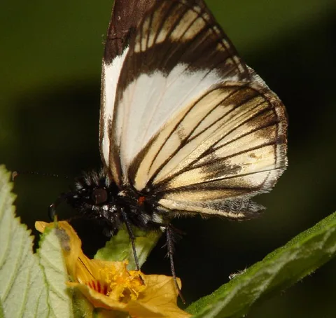 Heliopetes alana, a white-skipper