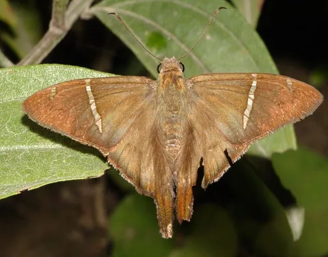 Three long-tailed skippers