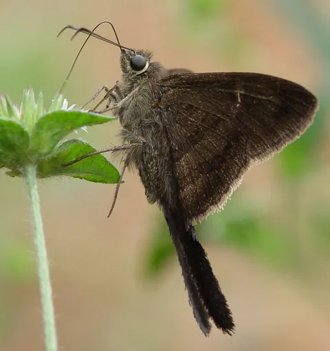 Three long-tailed skippers