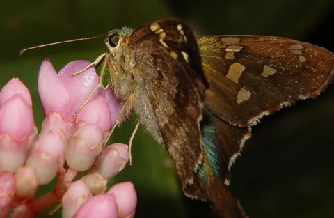 Three long-tailed skippers