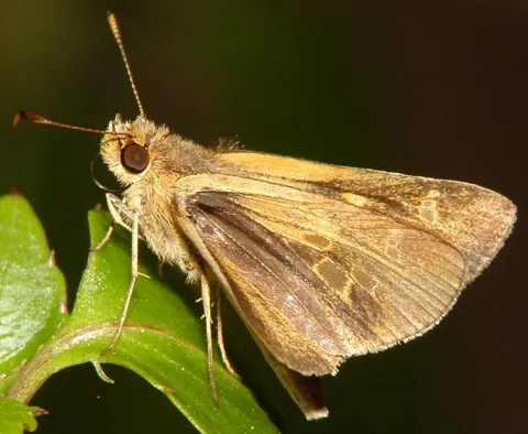 A series of rather plain skippers