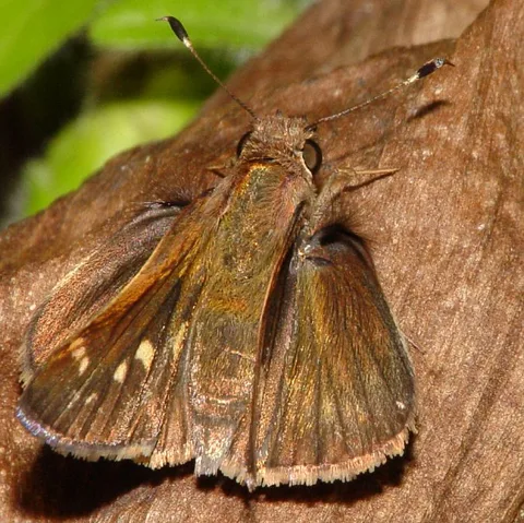 A series of rather plain skippers