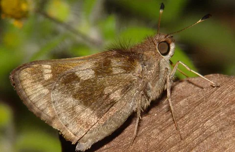 A series of rather plain skippers