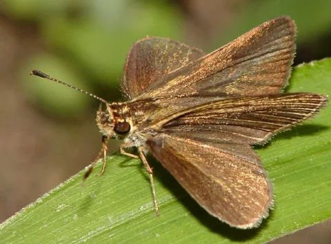 A series of rather plain skippers