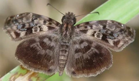 Two mottled, rather beautiful skippers