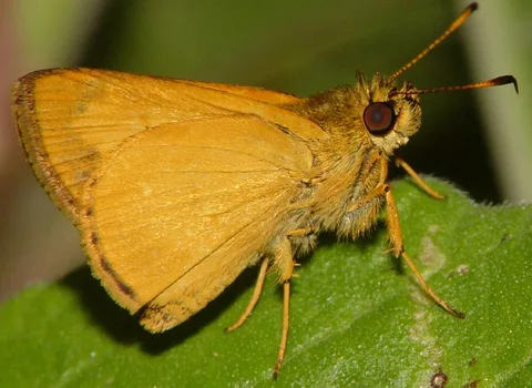 A series of rather plain skippers