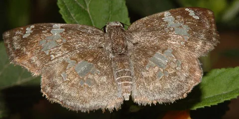 Two mottled, rather beautiful skippers