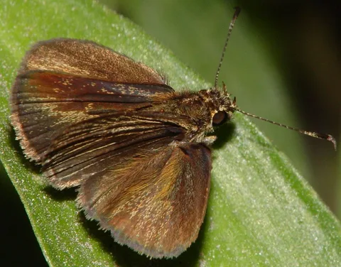 A series of rather plain skippers