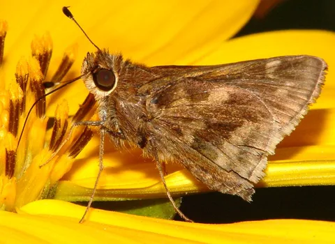 A series of rather plain skippers