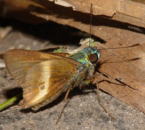 Large, with an irridescent green body; an aguna?