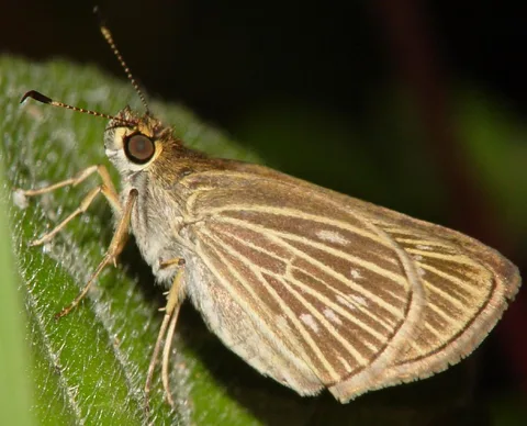 Different species w/strongly veined wings