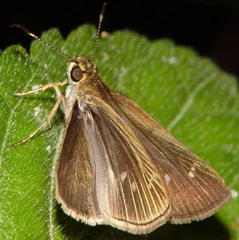 Different species w/strongly veined wings