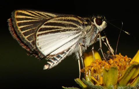 Strongly veined wings