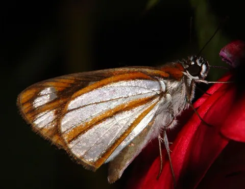 Vettius coryna: For a skipper, quite a knockout