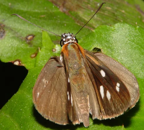 Vettius coryna: For a skipper, quite a knockout