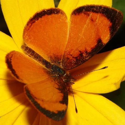 Tegosa anieta
