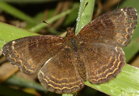 Perhaps Telenassa sp.
