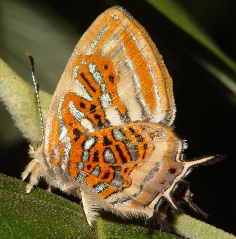 Sarota chrysus, Jewelmark sp.