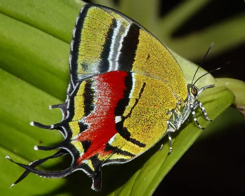 Evenus draudti, a stunning hairstreak