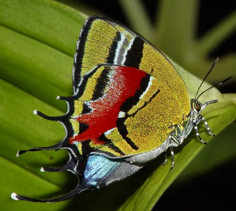 Evenus draudti, a stunning hairstreak