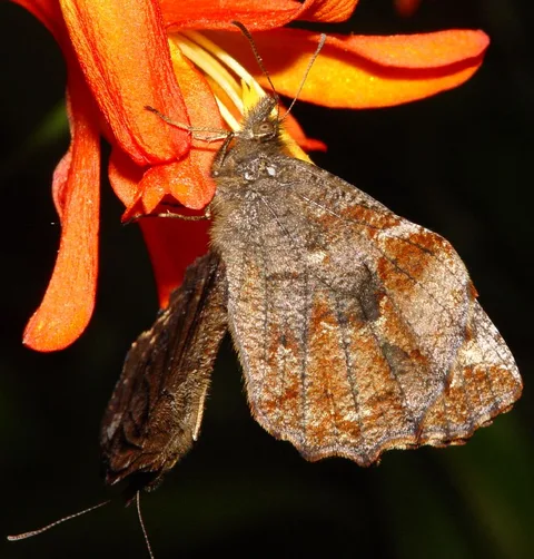 Pedaliodes sp.