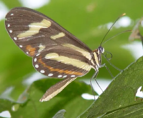 Mechanitis menapis "martineus"