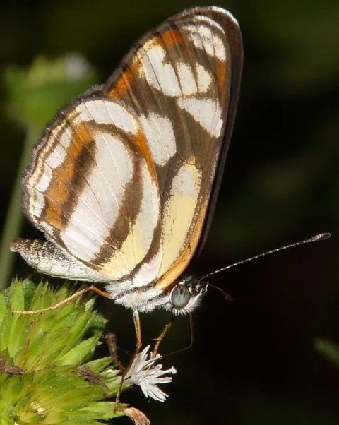 Eresia clara