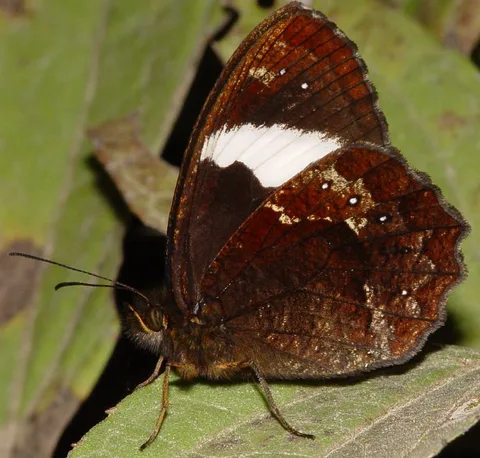 Pedaliodes peucestas