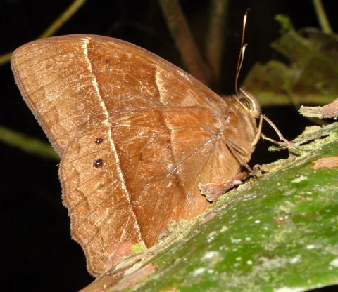 Taygetis (Euptychia) lineata