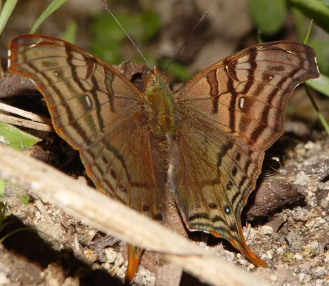 Hypanartia dione, a daggerwing-like Mapwing sp.